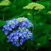 紫陽花 × 梅雨入り