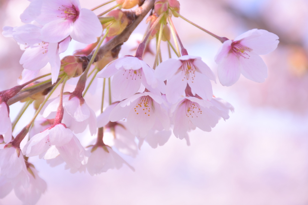 五稜郭の桜