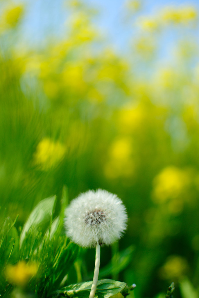 わたぼうし×菜の花