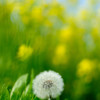 わたぼうし×菜の花