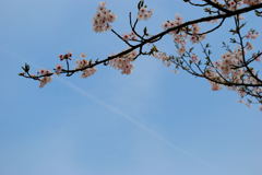 桜（八分咲き）×ヒコーキ雲（桜前線）