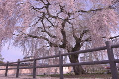 法亀寺×しだれ桜
