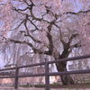 法亀寺×しだれ桜