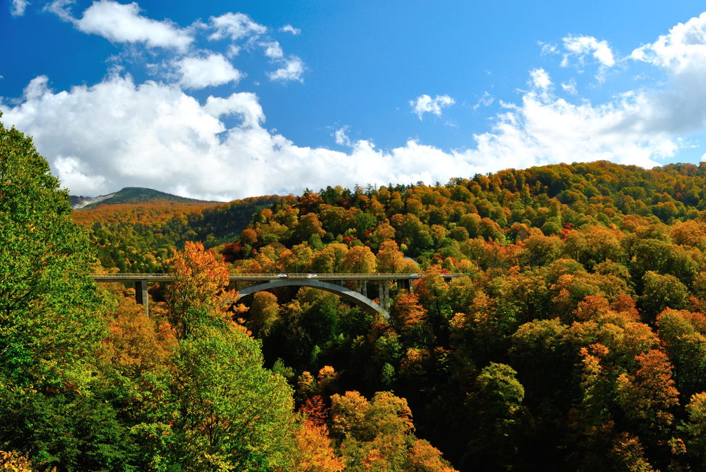 架橋 × 紅葉