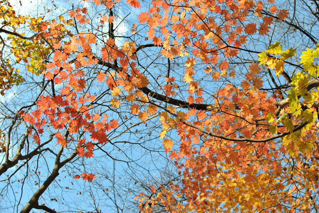 紅葉×空