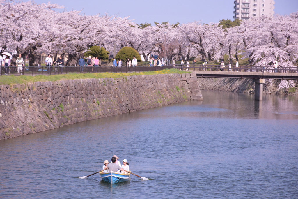 五稜郭×桜並木