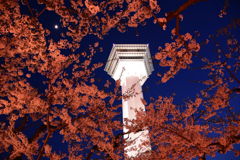 五稜郭タワー×桜