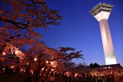 五稜郭タワー×夜桜並木