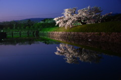 五稜郭×夜桜