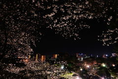 Sakura Night × City