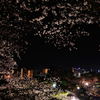 Sakura Night × City