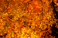 透き通る紅葉