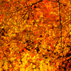 透き通る紅葉