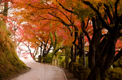 紅葉並木
