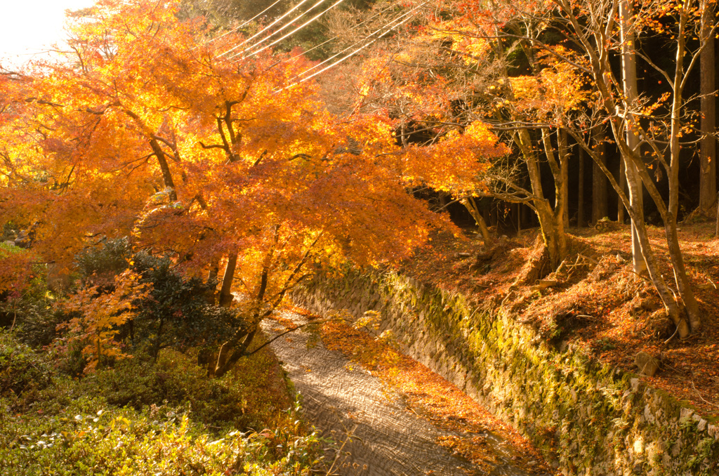 あらあらしい紅葉