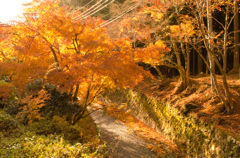 あらあらしい紅葉