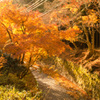 あらあらしい紅葉