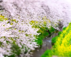 150404__おもちゃの桜、菜の花Ⅱ~二宮~