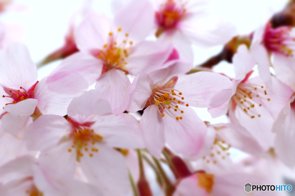 桜祭り