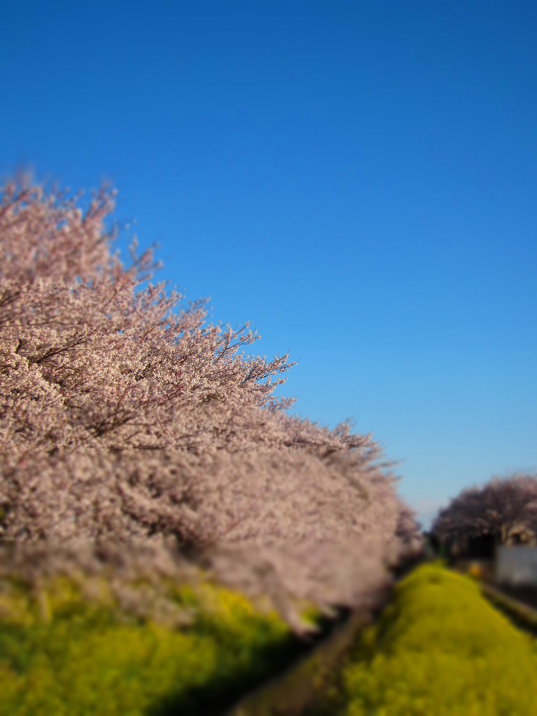 さくらと空と菜の花