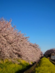 さくらと空と菜の花