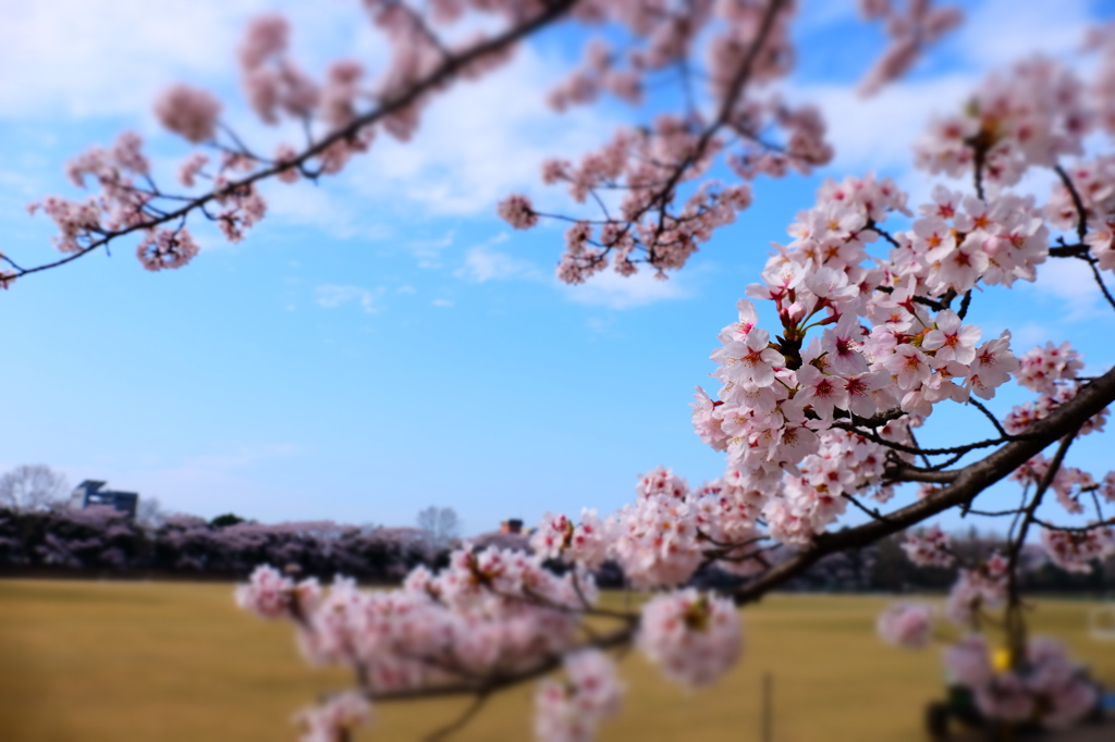 150406__おもちゃの桜