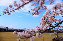 150406__おもちゃの桜