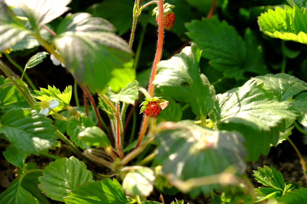 野イチゴ__150426