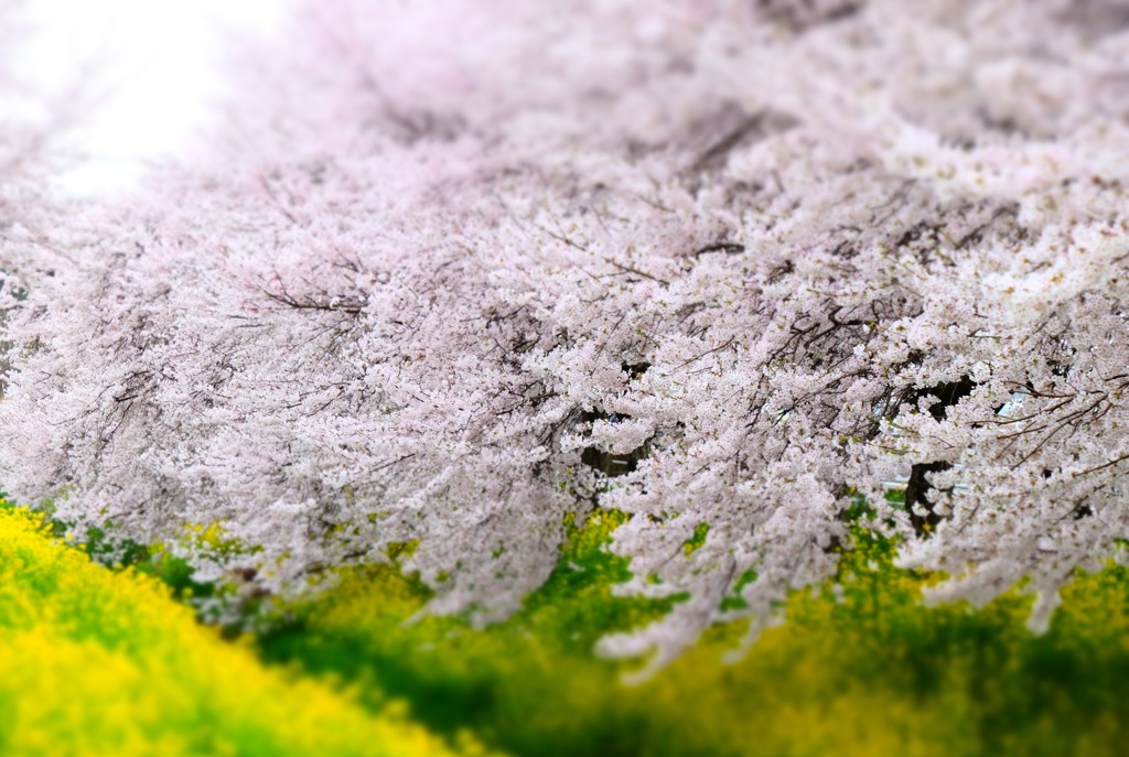 150404__おもちゃ桜とおもちゃ菜の花~二宮~