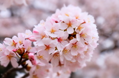 150404__桜咲く-頬染-~グランド~