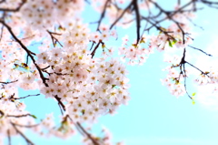 150406__青空桜花