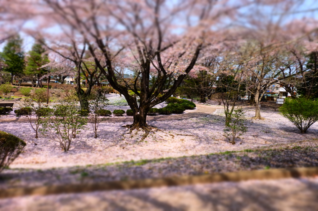 150412__桜海原