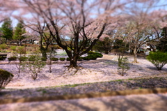 150412__桜海原