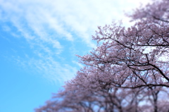 150406__晴天桜
