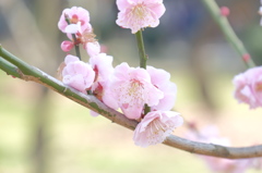 150321__梅花2