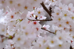 150404__美人の中の美人~グランド~