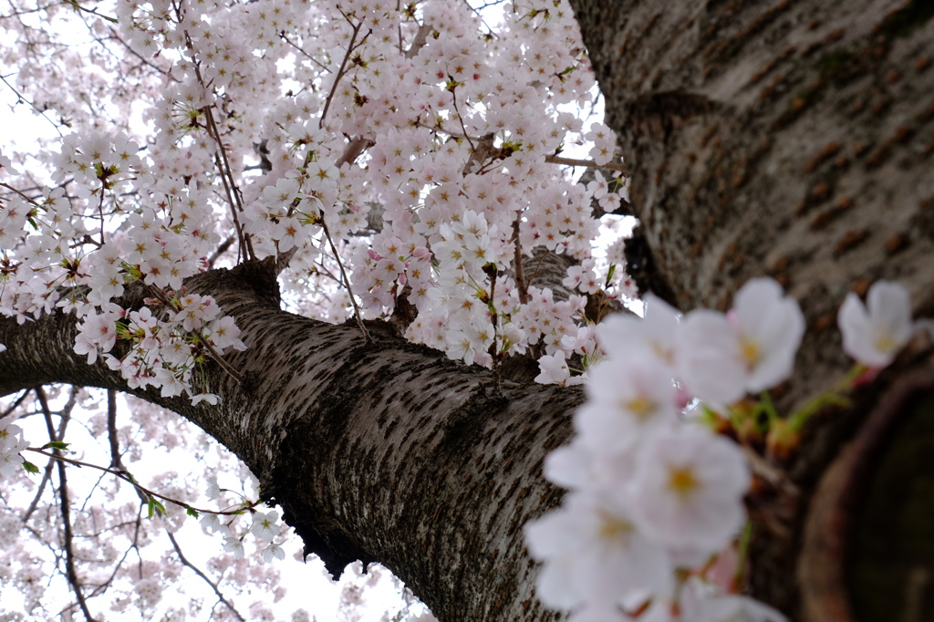 150404__桜空~二宮~