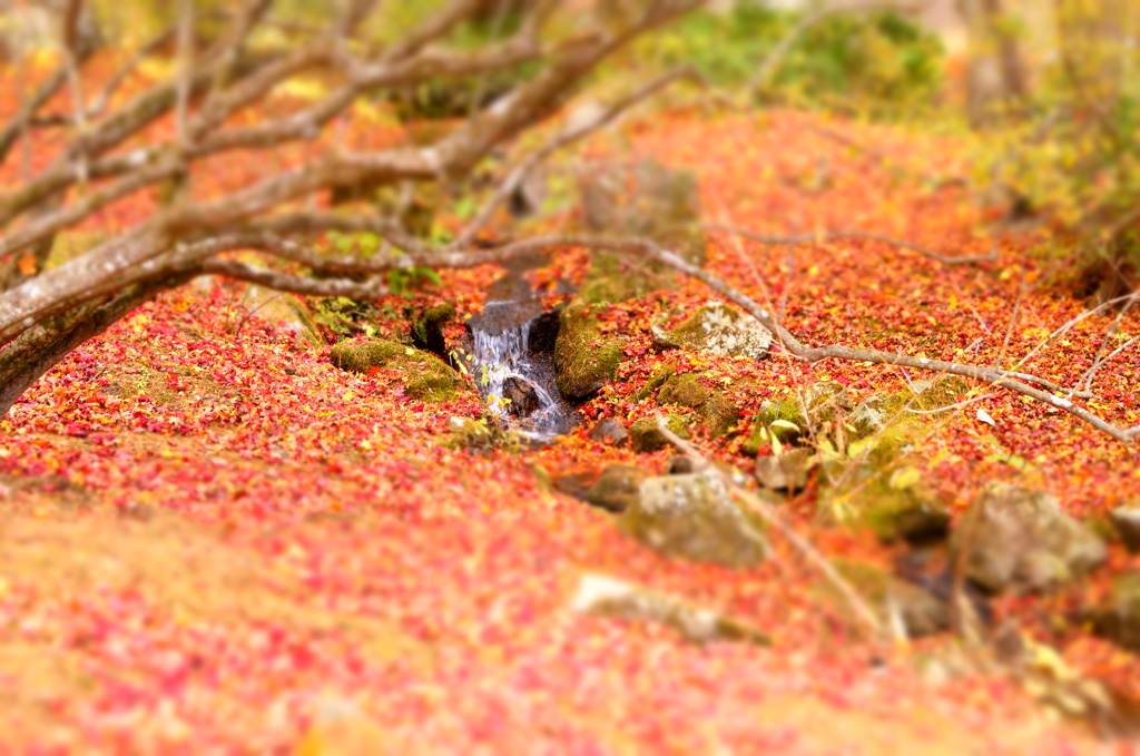 紅葉とプチ滝