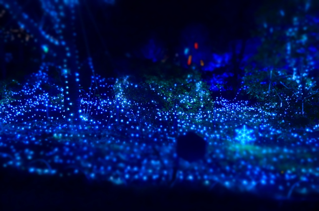 光の花花