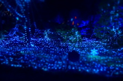 光の花花