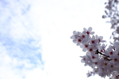 150406__白雲桜花