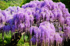 murasaki fuji_150426