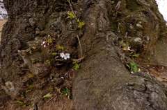 150404__足元桜~グランド~