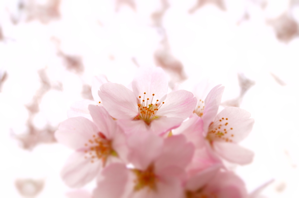 150404__光の桜~グランド~