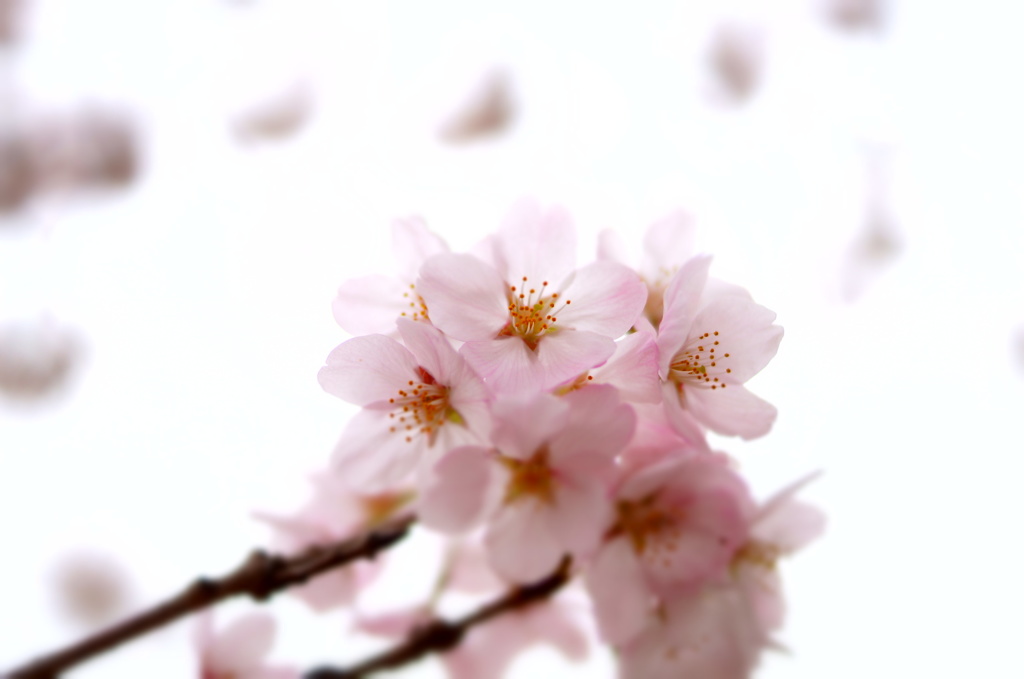 150404__ひかりの淡桜~グランド~