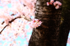 150406__カワイイ桜