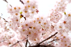 150404__おもちゃ桜~グランド~