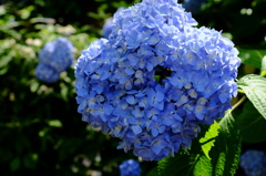 紫陽花ブーケ