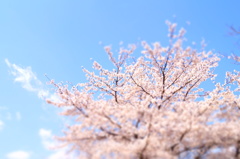 さくらと空