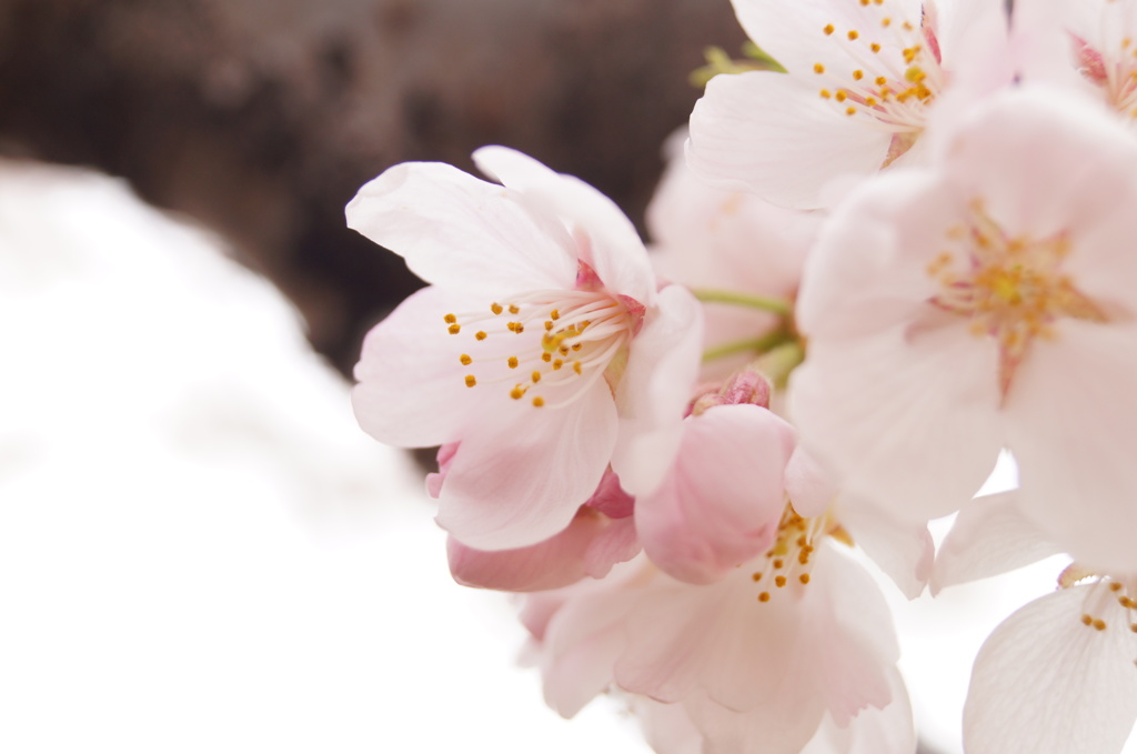 150404__美人の桜~グランド~